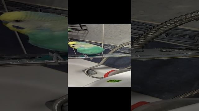 Ричи красавчик.mp4