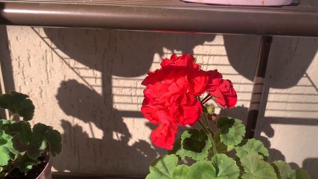 Цветение сортовых пеларгоний ?( Прогулки с Пеларгониями) смотреть онлайн