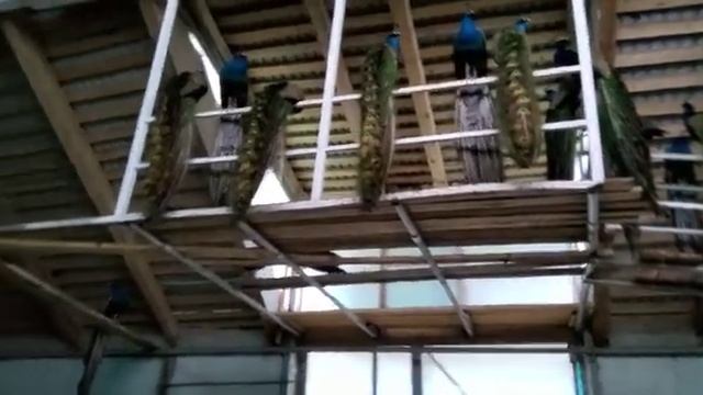 Павлины. фермер Хасан Идиятуллин.Улу -Теляк . Башкортостан смотреть онлайн