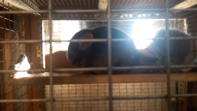 едем за щенком Мальтезе смотреть онлайн