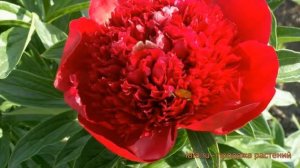 Пион травянистый Москва (pion-travyanistyy-moskva) ? Москва обзор: как сажать, саженцы пиона Москва