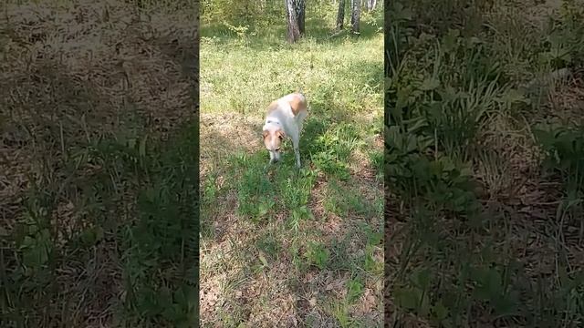 Травоядное животное. Интересно, он молоко даёт? Зверь по кличке Физик. #dog #milk #forest смотреть онлайн