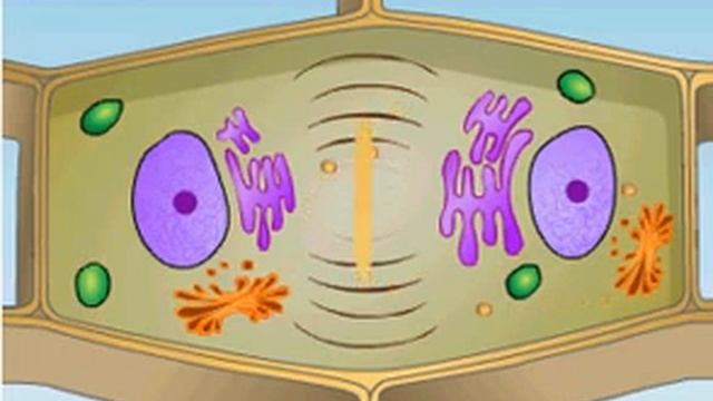 Mitosis in animal and plant cells смотреть онлайн