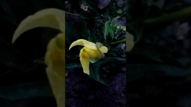 Цветок лунник (лунария) ? смотреть онлайн