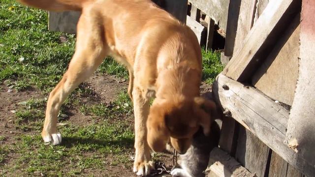 не АЛАБАЙ ДРУЖБА С КОШКОЙ смотреть онлайн