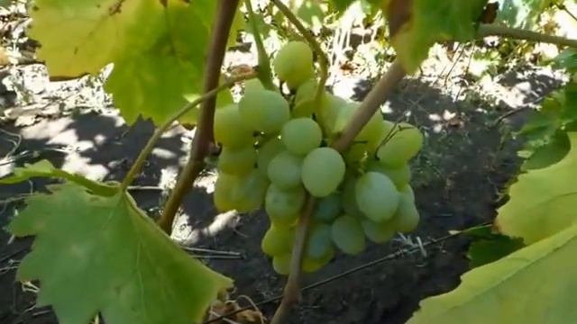 Сорт винограда Восторг идеальный смотреть онлайн