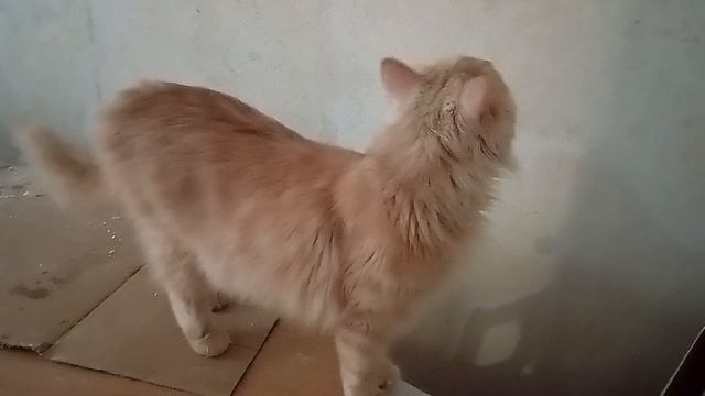 делаем ремонт комнаты /кот всегда рядом. смотреть онлайн