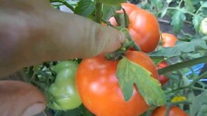 Томат Айсберг низкорослый.