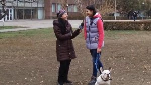 Французский БУЛЬДОГ. О породе