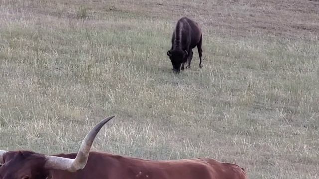 Техасский лонгхорн. Вайоминг. смотреть онлайн
