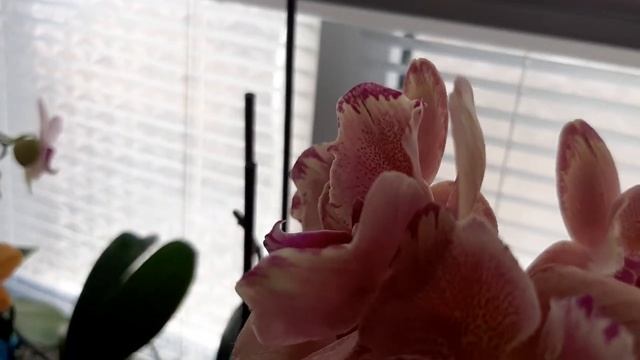 Цветение орхидей в конце февраля- начале марта 2023г., часть 1 смотреть онлайн