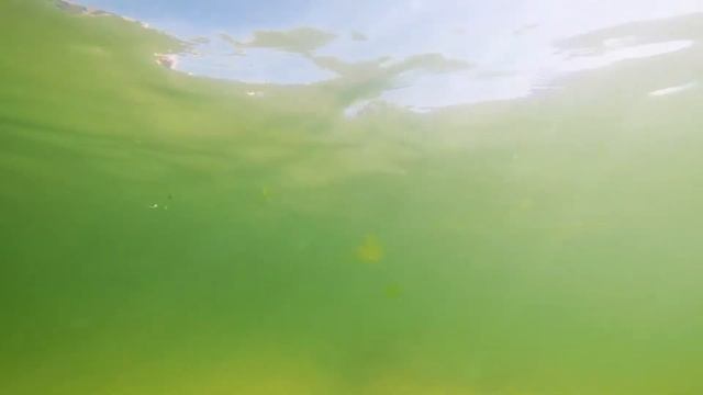 Wesner Shark Encounter 2020 смотреть онлайн