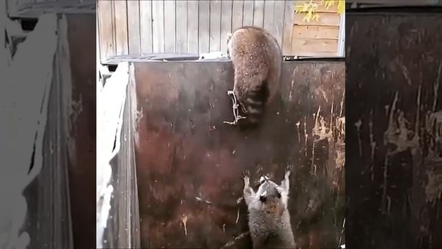 толстые еноты вылезают из мусорного бака