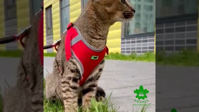 Первая прогулка.Москва. Выпускница Ф1 Каракет "Севиль Каталея"🐈 #caracatf1 #kitten #cat #каталея смотреть онлайн