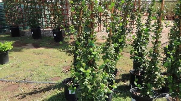 HOME DECOR UPDATE | BACKYARD PATIO | SHOPPING FOR OUTDOOR PLANTS