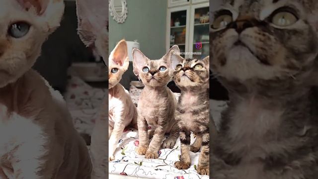 Пмтомник "Космик Гест". Котята девон рекс. смотреть онлайн