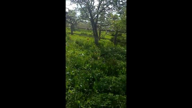 посадили огород/покажу дочку? смотреть онлайн