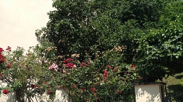 Biggest Fig Tree in Germany? Größter Feigenbaum Deutschlands (Ficus carica) смотреть онлайн