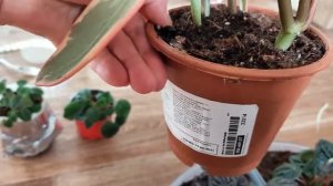 Пеперомии на радость  Полив и размножение