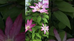 Клематис Тае