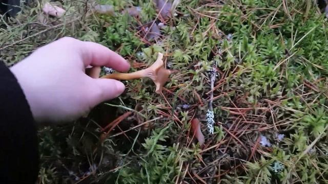 РАЗРЫВ ШАБЛОНА: ТРУБЧАТЫЕ ЛИСИЧКИ В ПОДМОСКОВЬЕ 27 НОЯБРЯ 2021! смотреть онлайн