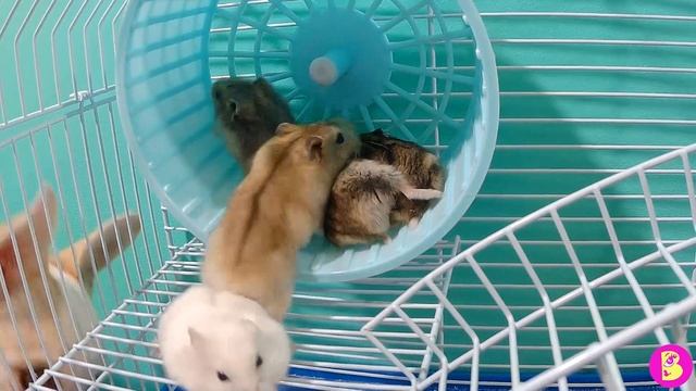 МАЛЕНЬКИЕ ХОМЯЧКИ** ЗНАКОМСТВО** СМЕШНАЯ ЖИЗНЬ ХОМЯЧКОВ смотреть онлайн