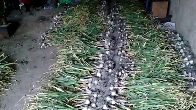 Выкопал,снес на "созревание".Визуальное количество. смотреть онлайн