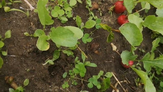 Редиска - какой сорт выбрать смотреть онлайн