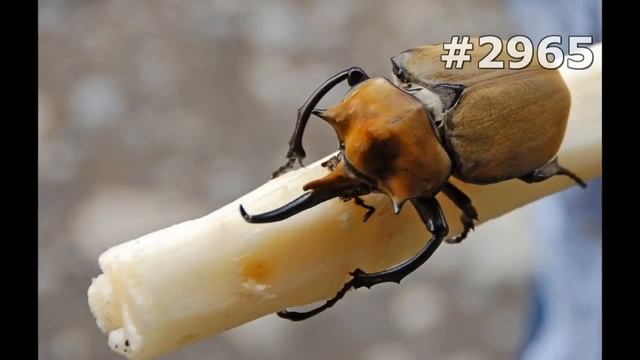 #2965. Насекомые (В мире животных) смотреть онлайн