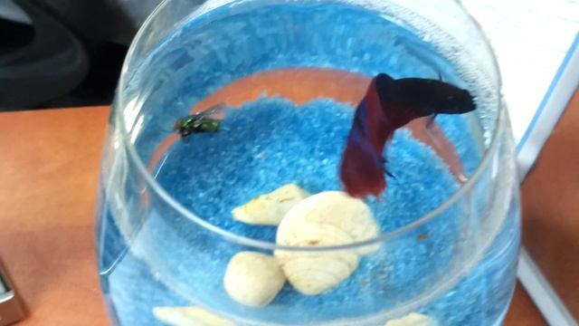 Рыбка петушок и муха смотреть онлайн