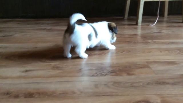 My little baby from litter:Runninjacs the Perfect Storm&M.B.Perl Bella More смотреть онлайн