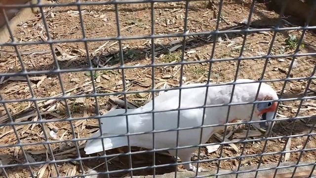 Тонкоклювый какаду Western corella смотреть онлайн