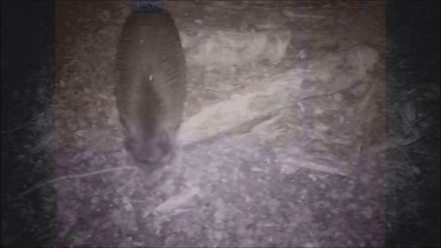 GUIDE TD210 бюджетный тепловизор для наблюдения смотреть онлайн