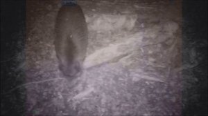 GUIDE TD210 бюджетный тепловизор для наблюдения