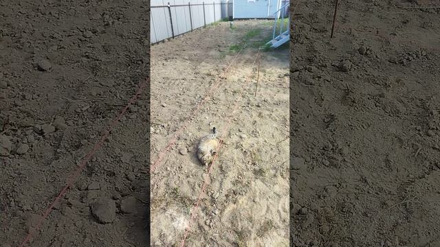 Морковкин резвится #shorts смотреть онлайн