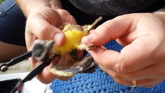 Outra ninhada de Bem te vi parasitada por larvas de Philornis sp, elas não dão trégua !!! смотреть онлайн