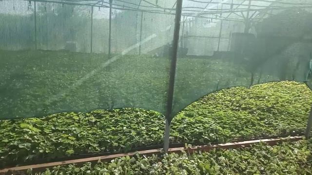 делаем рассадник для клубники из дерева #клубника#виноград#рассада смотреть онлайн