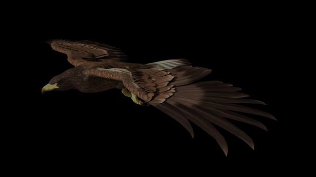 Eagle Flying Animation смотреть онлайн