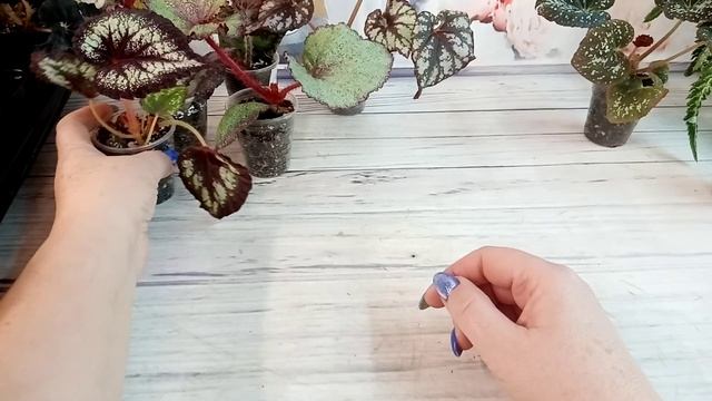 Когда пересаживать деток бегоний. смотреть онлайн