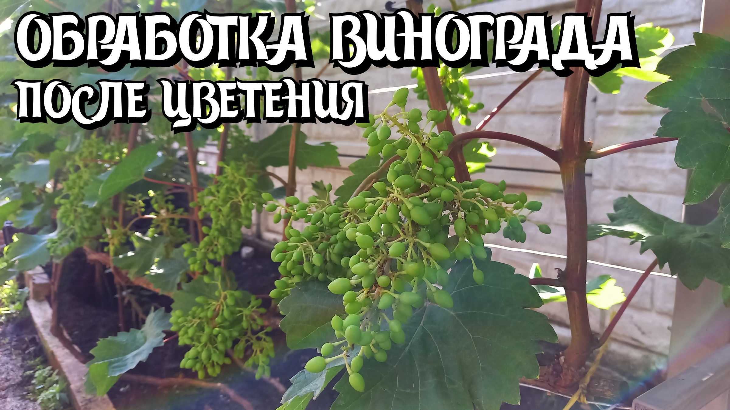 ОБРАБОТКА ВИНОГРАДА после цветения. смотреть онлайн