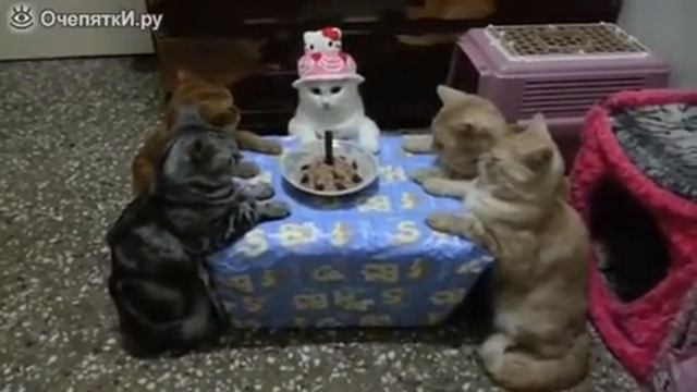 У кота день рождение смотреть онлайн
