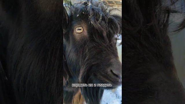 Ферма Альпак в Архызе, да, я сама не знала про такое?#фермаальпак#архыз#альпаки#зимавархызе#топчик смотреть онлайн