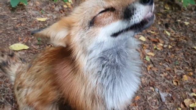 Алиса (Ли Сяо) лиса. Украла веник, вкусы лисы меняются. смотреть онлайн