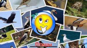 Карточки Домана Часть 4 Птицы!