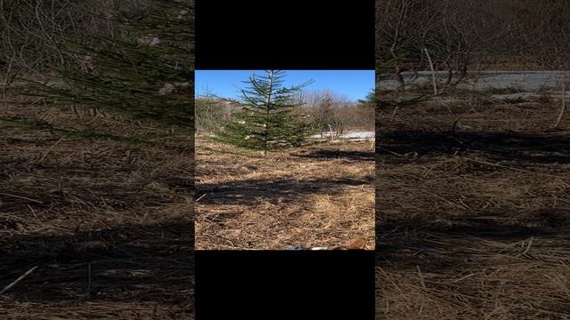 Вася и Салли утро в весеннем лесу