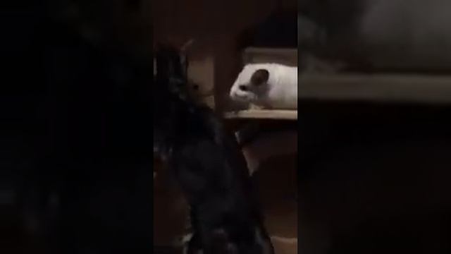 Бенгальский кот и шиншиллы?|| Bengal Cat And Chinchilla | Calva Dorsa