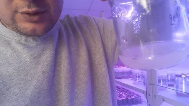 Саженцы Павловнии Инвитро | Paulownia In vitro. Видео из нашей лаборатории. смотреть онлайн