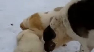 Драка собак