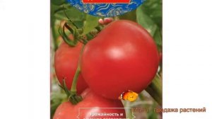 Томат обыкновенный Китайский сувенир F1 ? обзор: как сажать, семена томата Китайский сувенир F1