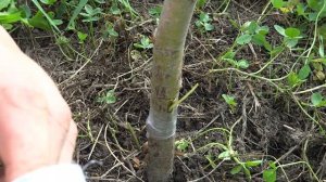 КАК ПРИВИТЬ ЯБЛОНЮ ОДНИМ ГЛАЗКОМ ЛЕТОМ.ОКУЛИРОВКА ДВУМЯ СПОСОБАМИ.